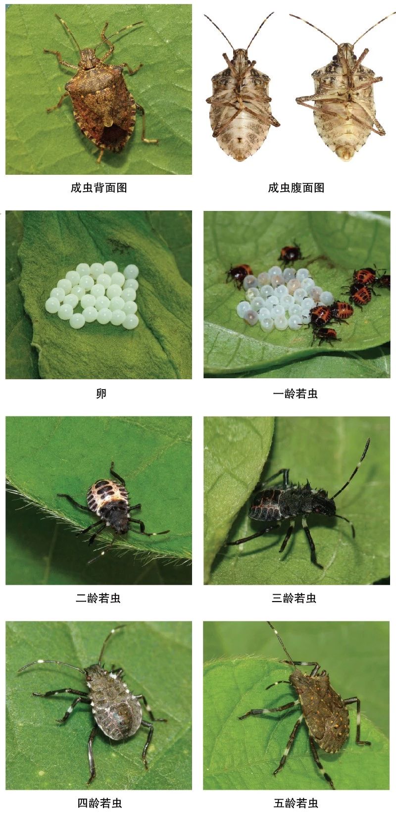 1544742812559312.jpg 2.jpg